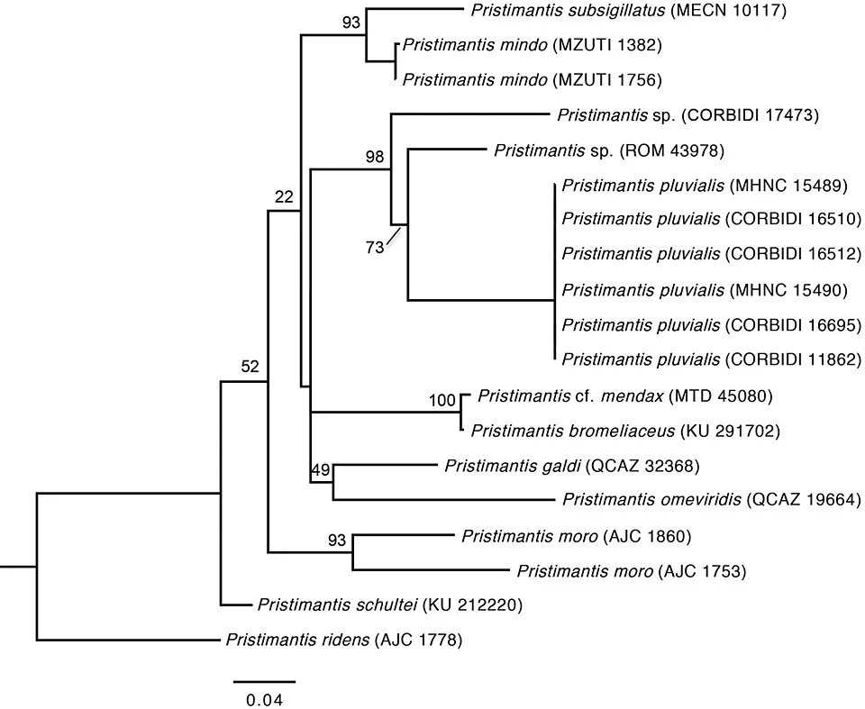 Maximum Likelihood (ML) phylogeny (best tree) based on the combined dataset (16S ribosomal RNA and COI genes). ML bootstrap values are indicated at each node.