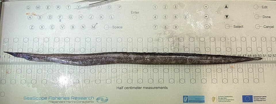 A large (490mm) specimen of the mesopelagic eel Nessorhamphus ingolfianus from the NE Atlantic. The fish is shaped like a long sausage, with a flattened tail and a duck-like bill protruding from its narrow head. The skin is a corpse-like grey.