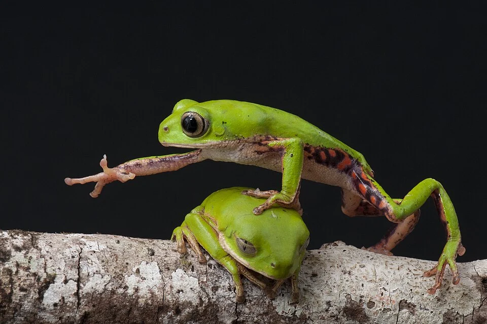 Pithecopus rohdei (previously Phyllomedusa rohdei) is a species of frog in the family Hylidae with a purple and orange colouration in the inguinal region. In the picture, two males vie for a branch, one passing over the other. Photographed in the Atlantic Forest, Michelin Reserve, Igrapiúna, Bahia, Brazil.