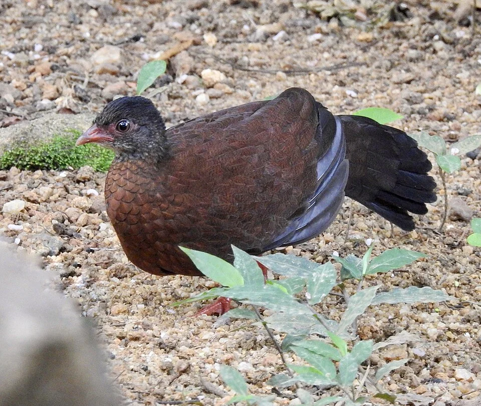 Sri Lanka Spurfowl, Siharaja Forest Reserve, Sabaragamuwa Palata, Sri Lanka