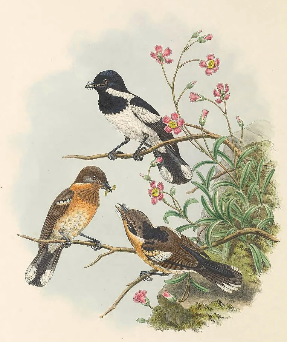 Piezorhynchus brodiei = Symposiachrus barbatus - The birds of New Guinea and the adjacent Papuan islands : including many new species recently discovered in Australia. v.2 (Plate 44).