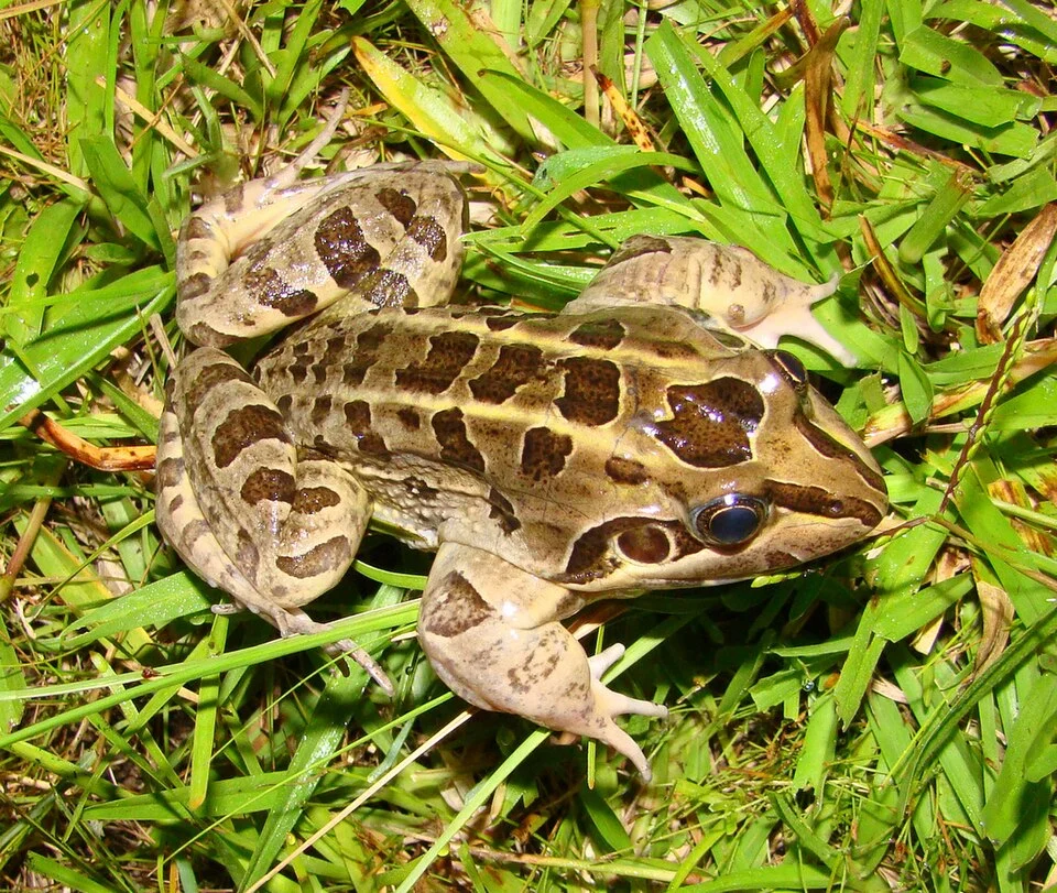 Leptodactylus ocellatus