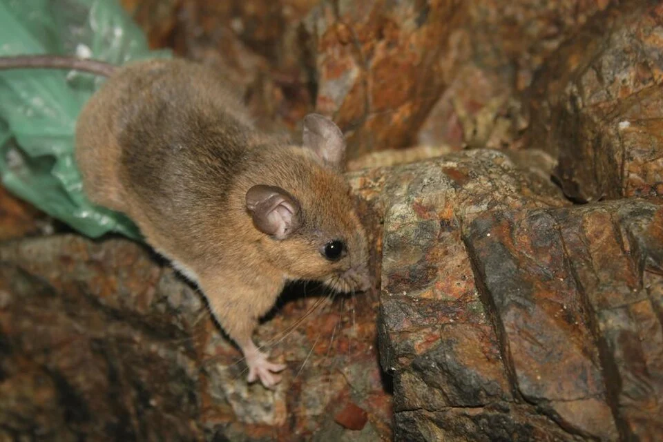 Tres Marías island mouse or Tres Marías deer mouse (Peromyscus madrensis) on Mother Mary Island off Mexico