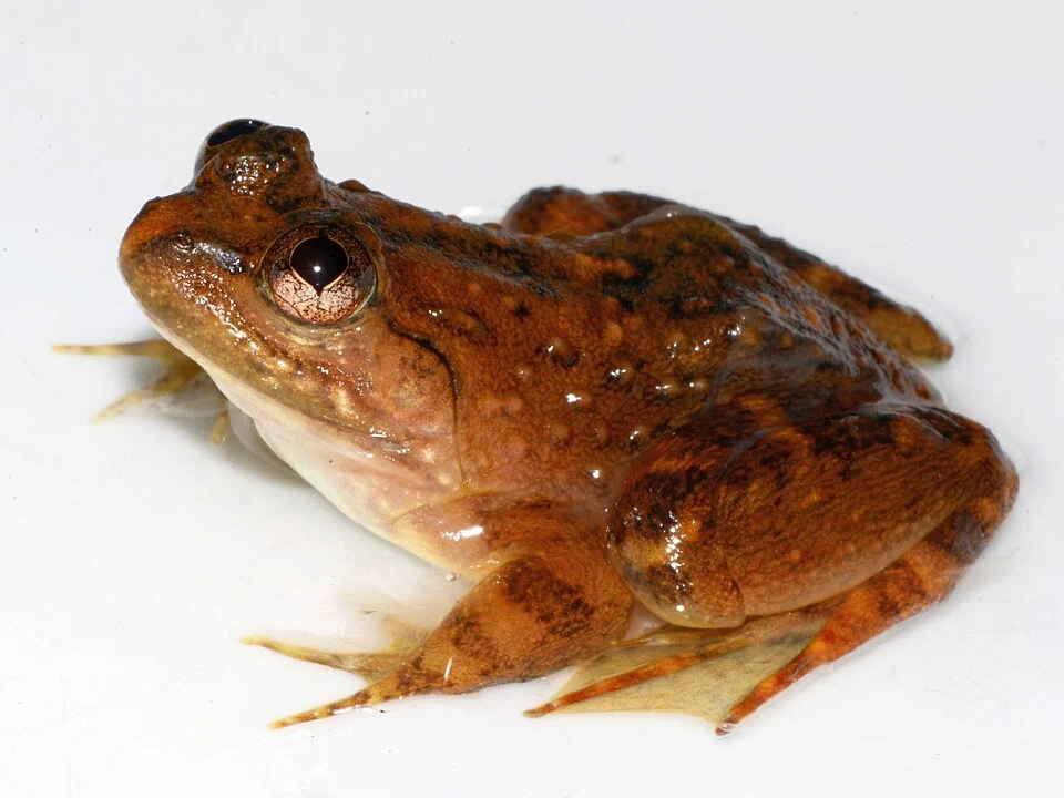 Conraua crassipes