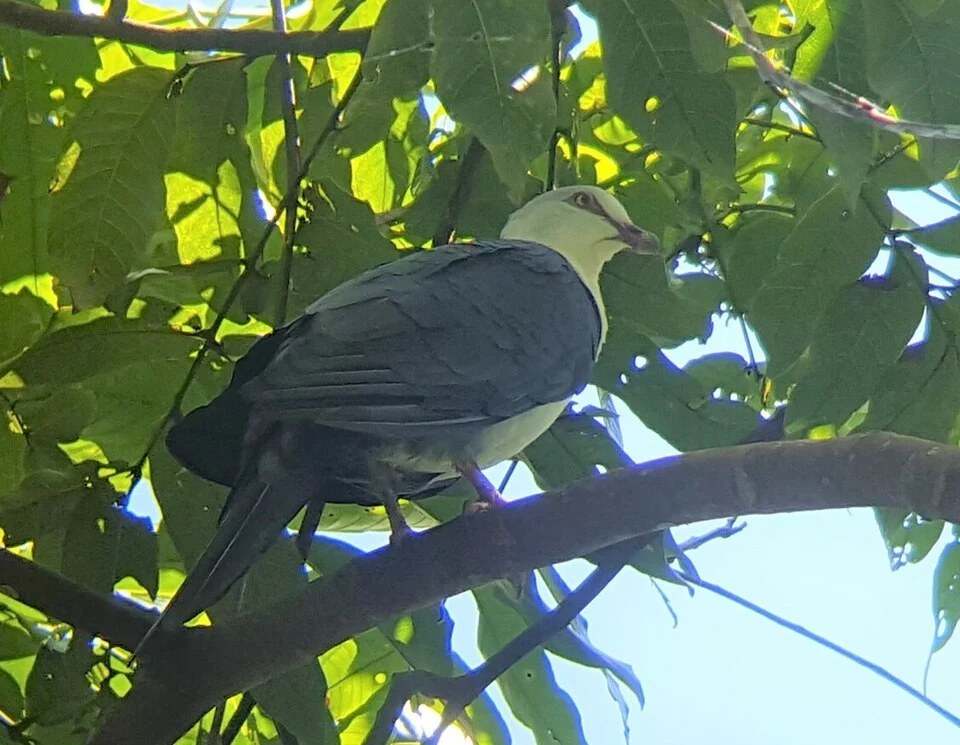 Pied Cuckoo-Dove (Reinwardtoena browni)