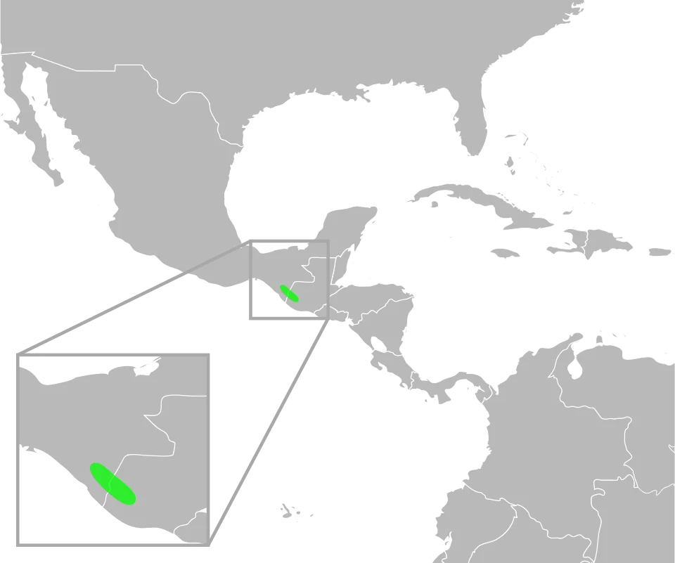 The distribution of Bufo tacanensis. Data from Mulcahy, D.; Williams, T.; Mendelson, III, J; and Sites, J. (2008) "Phylogenetic Relationships Among Mesoamerican Bufonids." Poster presented at the 2009 Joint Meeting of the American Society of Ichthyologists and Herpetologists. Abstract available here, p. 58.