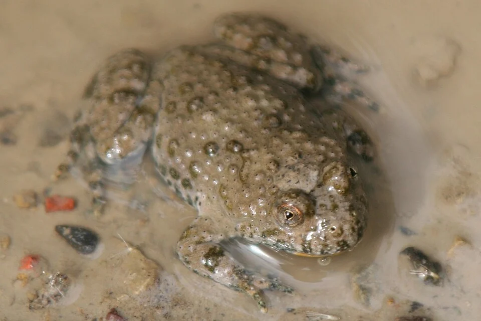 Yellow-bellied toad (Bombina variegata) photographed in Weinsberg
