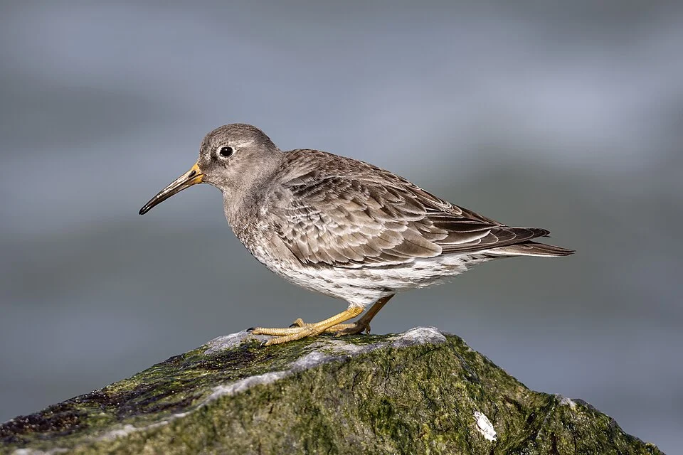 Nonbreeding Purple Sandpiper on the jetty at Barnegat Inlet