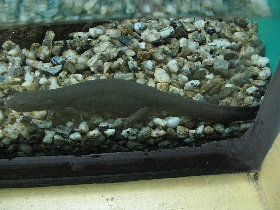 Pachytriton labiatus, the paddletail newt