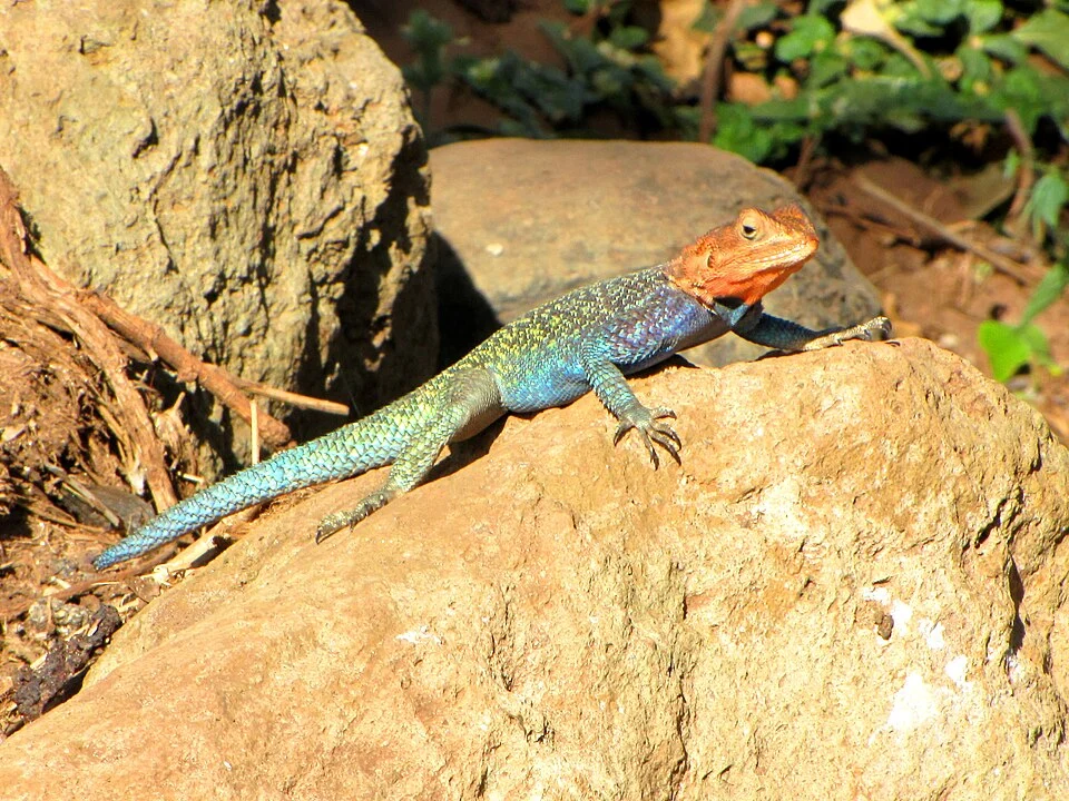 Kenyan Rock Agama (Agama lionotus elgonis), Serengeti National Park, Tanzania