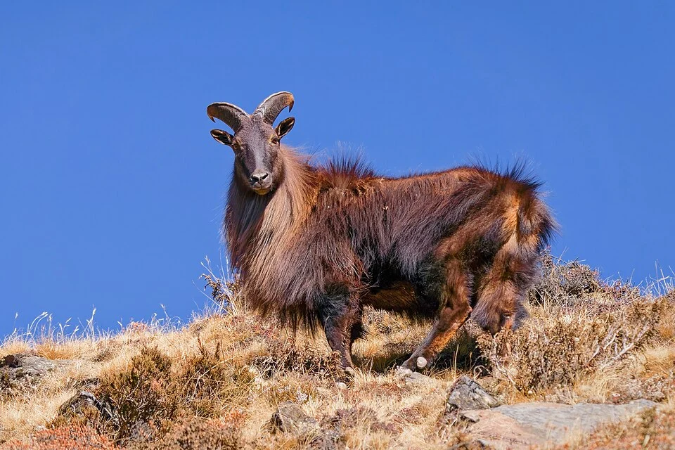 Male Himalayan Tahr (hemitragus jemlahicus) at the Sagarmatha National Park in Nepal.