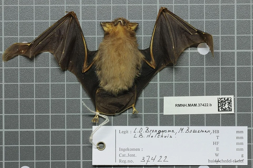 Emballonura raffrayana raffrayana