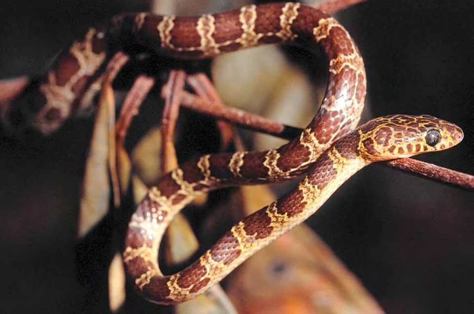 Typical appearance of Lycodon muelleri (PNM 6592) from Barangay Binatug. Photo: ACD.