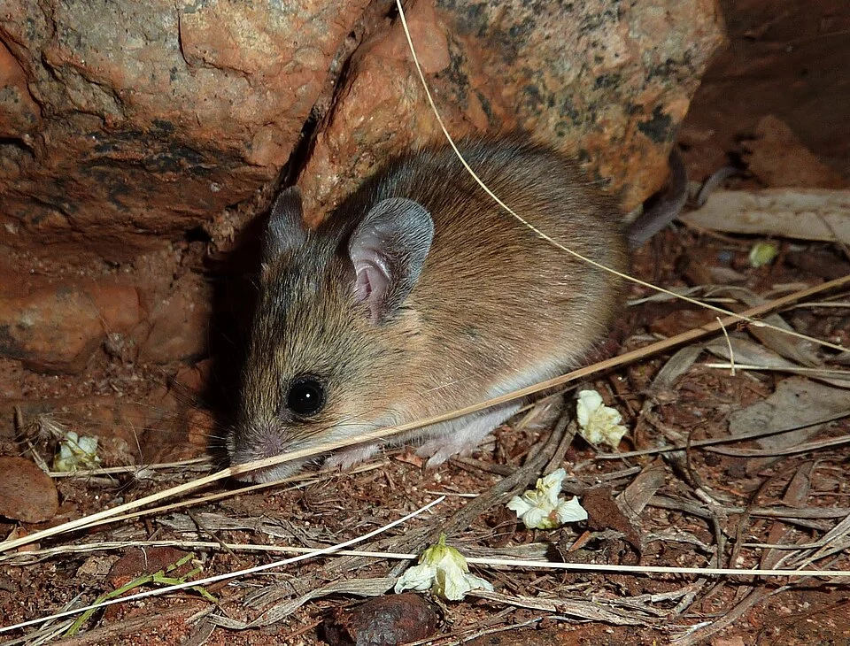 Sandy Inland Mouse (Pseudomys hermannsburgensis), Northern Territory, Australia