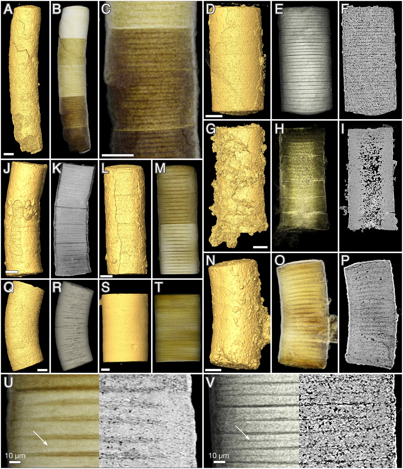 Synchrotron tomographic renderings and sections of Denaricion mendax fossils, including holotype NRM X5644