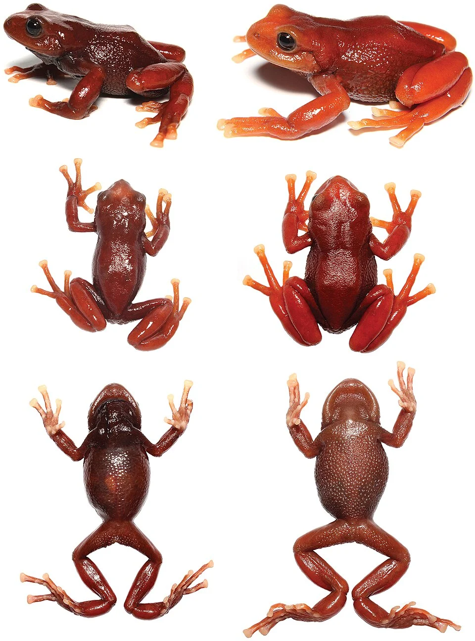 Lateral, dorsal and ventral views of living specimens of Pristimantis erythros. Left: Male paratype (DHMECN 12102, SVL: 37.1 mm); right: Female holotype (DHMECN 12103, SVL: 39.1 mm).
