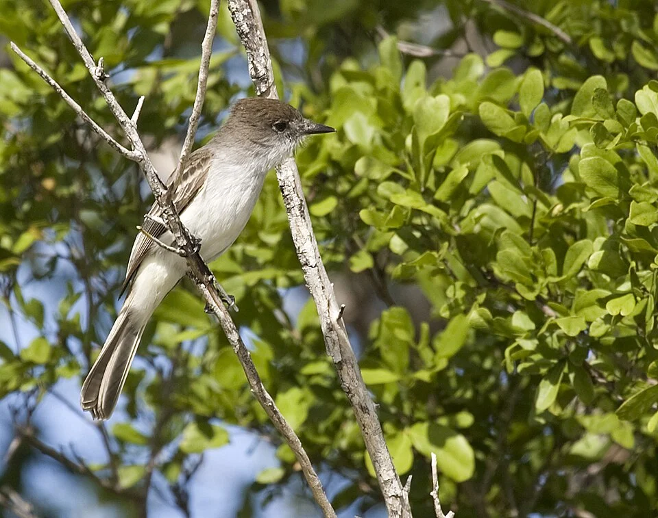 A Myiarchus sagrae in Ciego de Avila Province, Cuba.