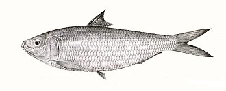 Ethmalosa fimbriata syn. Clupea fimbriataThe species names / identity need verification - original names from plate are included here. The original plates showed the fishes facing right and have  been flipped here.
Clupea fimbriata