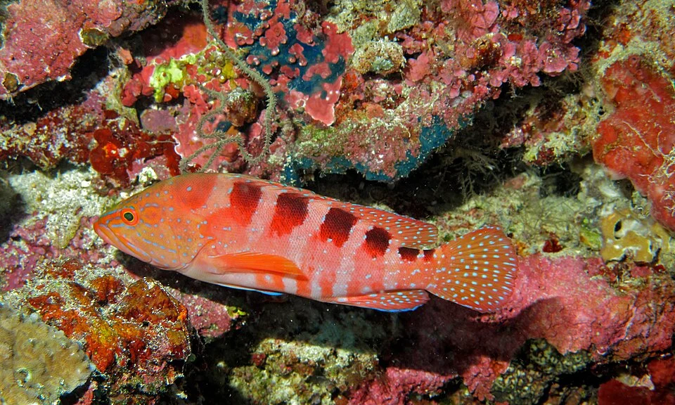 Likuan I, Bunaken Island, Sulawesi, INDONESIA