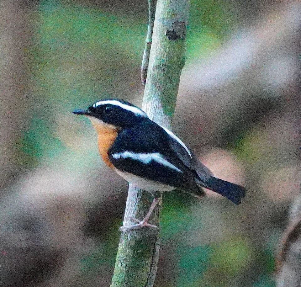 Ficedula riedeli, Tanimbar Islands Site3_130m, Maluku, Indonesia, 2023-10-22 (iNaturalist).