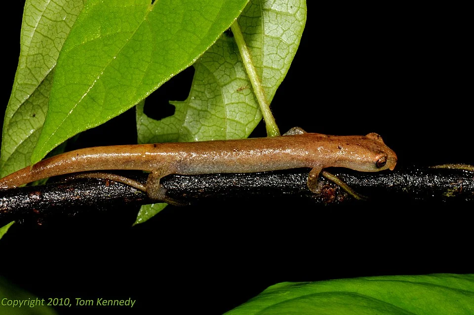 El Cusuco Salamander