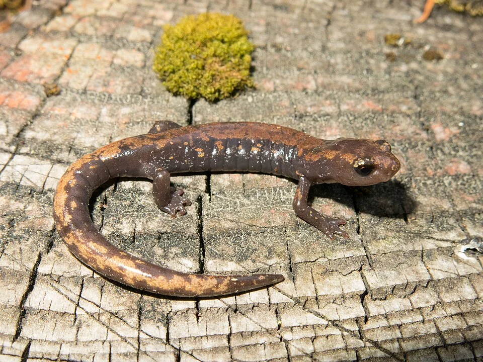 Pseudoeurycea robertsi in Temascaltepec, MX, Mexico. Photo by Wouter Beukema. Original iNaturalist observation here: https://www.inaturalist.org/observations/38704623