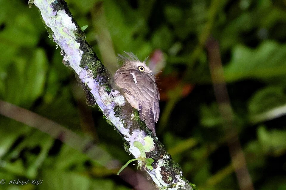 Bornean Frogmouth Batrachostomus mixtus in Sarawak, Malaysia.