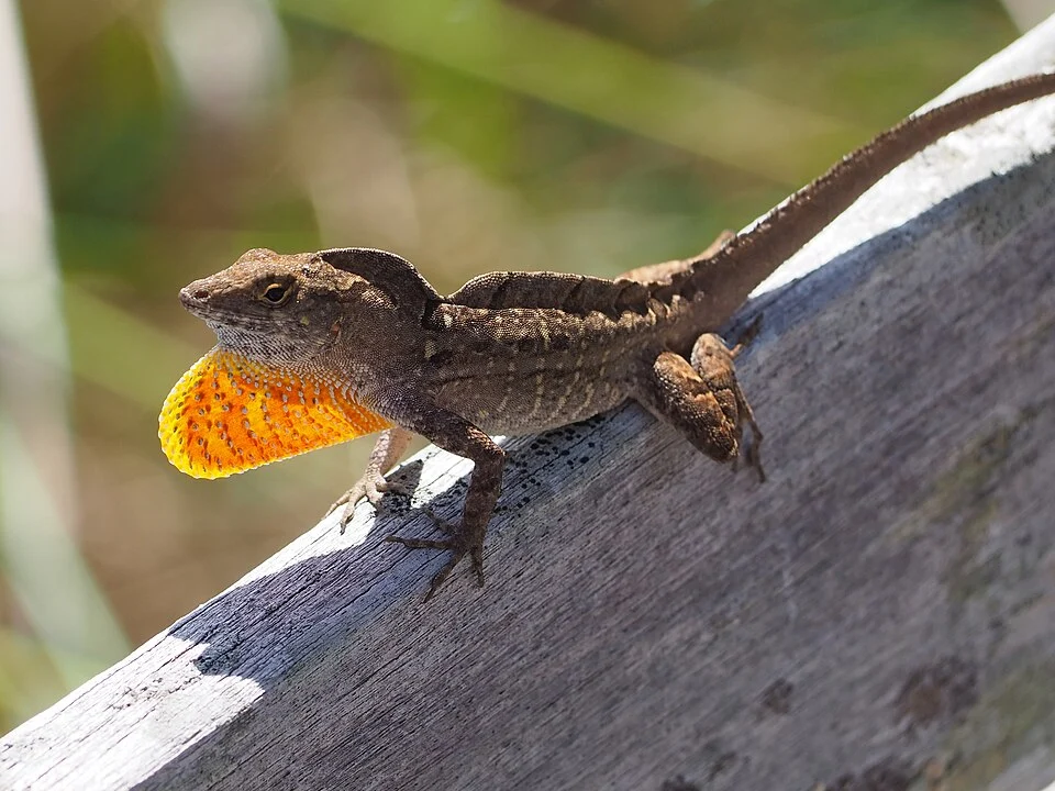 Brown Anole (Anolis sagrei) in Florida displaying dewlap