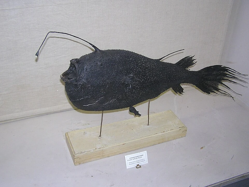 Krøyer's deep sea angler fish (Ceratias holboelli)