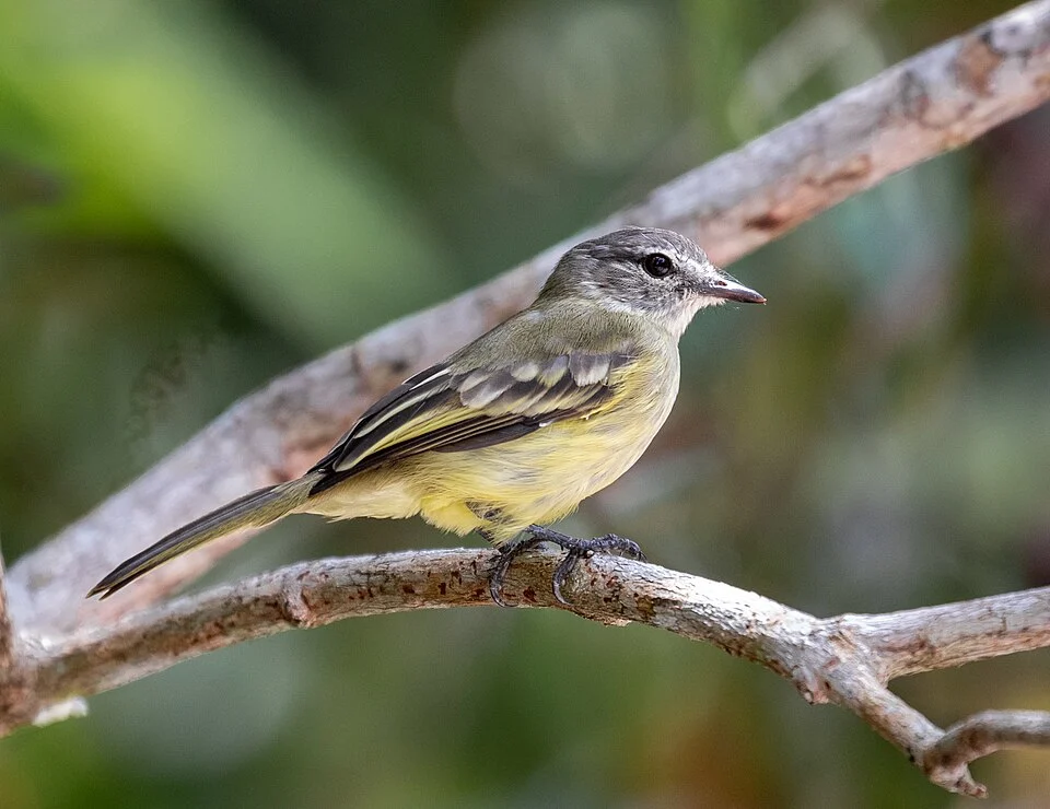 Forest Elaenia; Manacapuru, Amazonas, Brazil