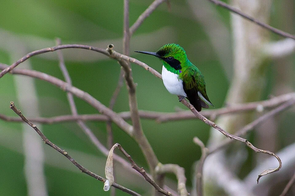 Heliothryx aurita  Black-eared Fairy, Mato Grosso, Brasil