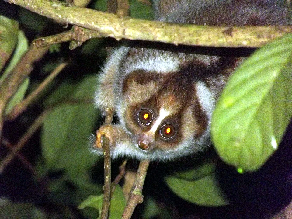 Slow Loris (Nycticebus kayan) in Sabah, Borneo