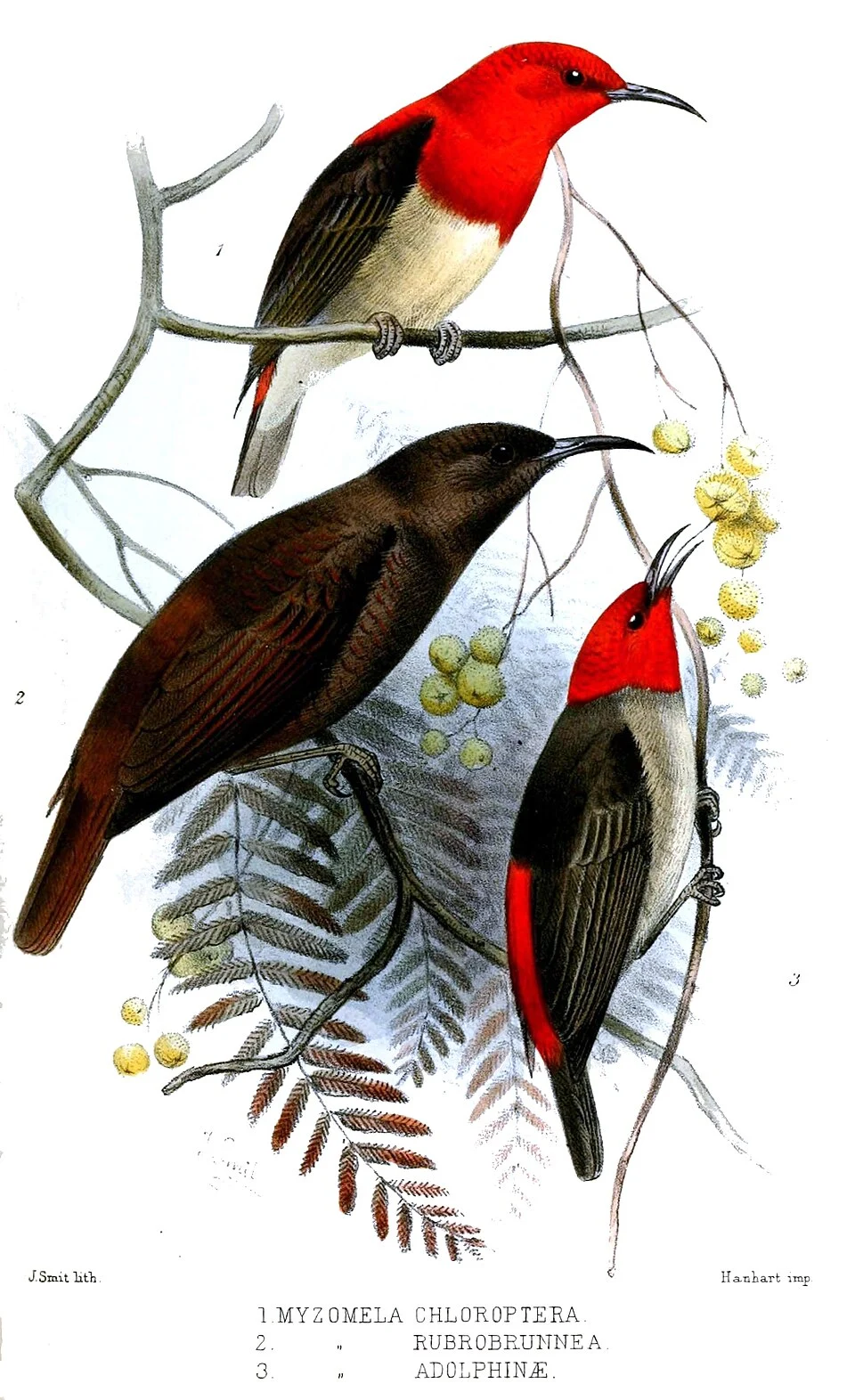 Adult males of Sulawesi Myzomela (top), Red-brown Myzomela (bottom left), Mountain Myzomela (bottom right)