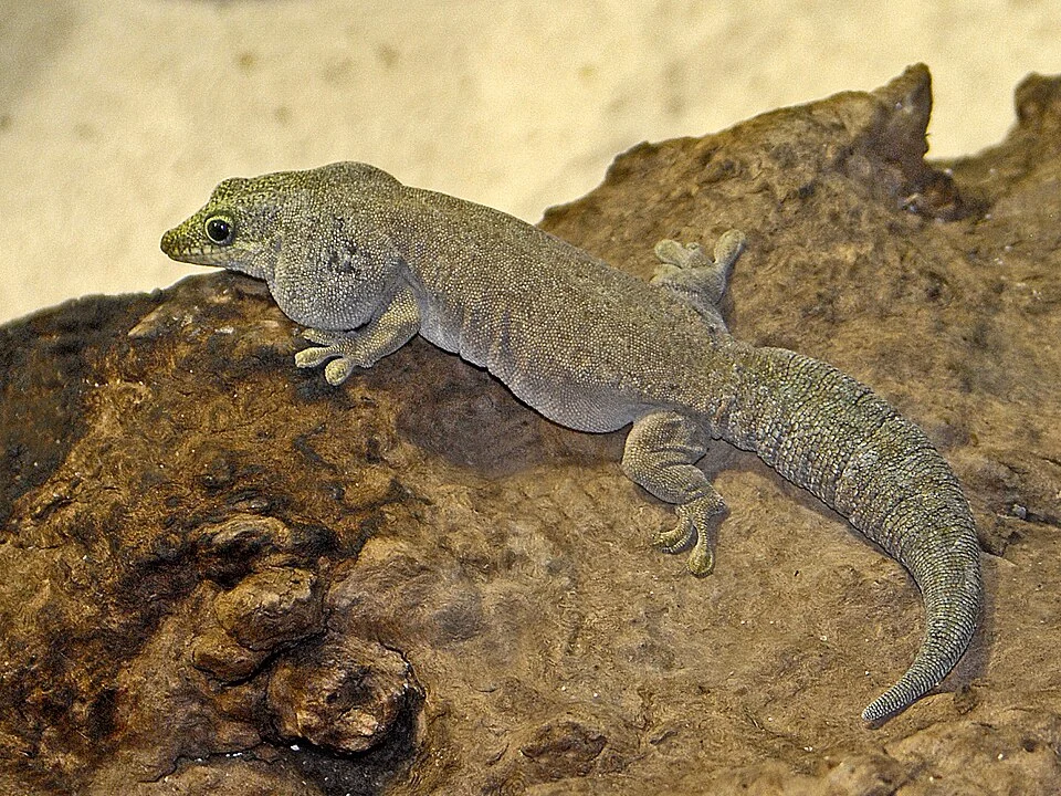 Phelsuma standingi at the Aquarium of Genova