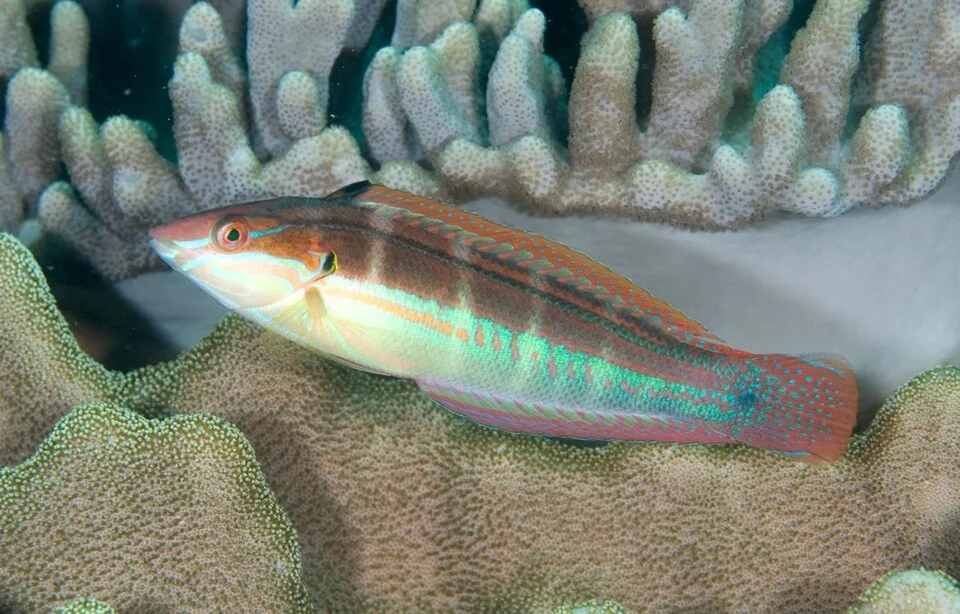 Coris caudimacula (hembra) en isla North Murion, Parque Marino de Ningaloo, Australia