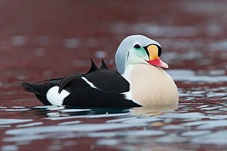King Eider Somateria spectabilis, northern Norway