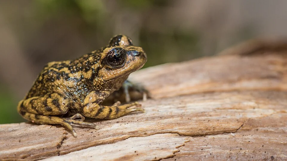 Alsodes barroi on Nahuelbuta NP.