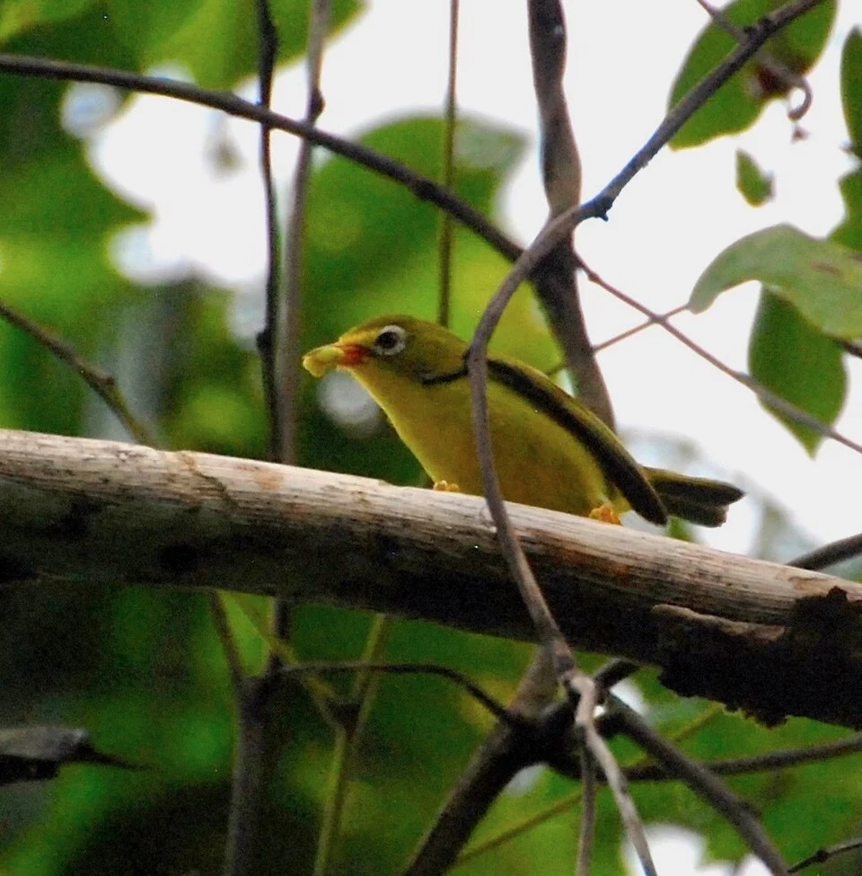 Photo of Rota White-eye uploaded from iNaturalist.