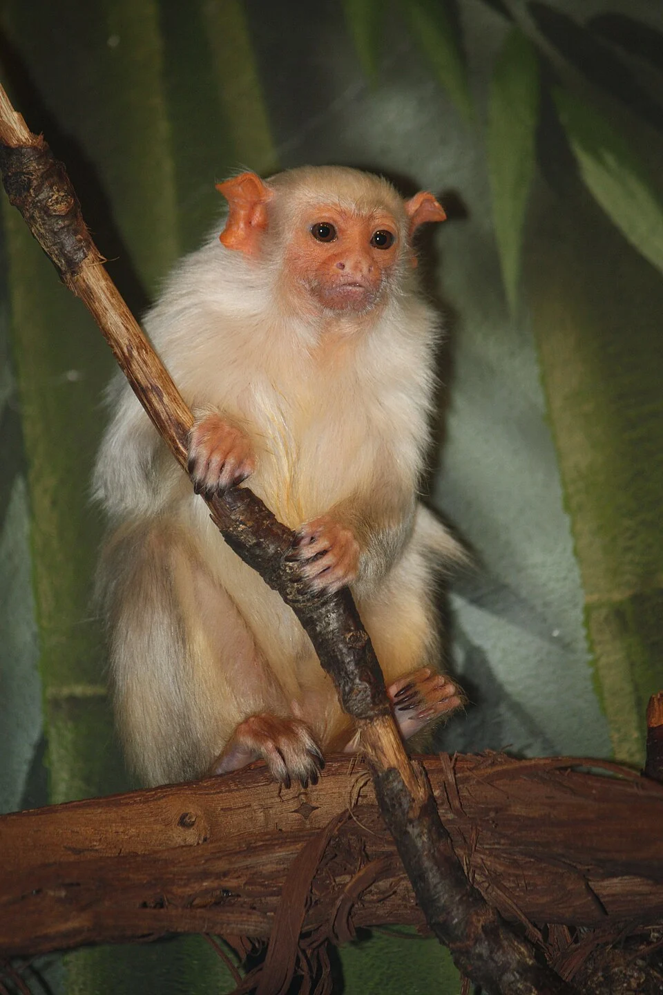 Silvery Marmoset (Callithrix argentata).  Bronx Zoo, New York City.