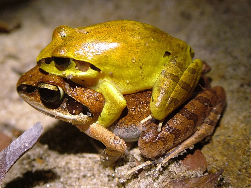 Aglyptodactylus laticeps mating. Species of amphibian.