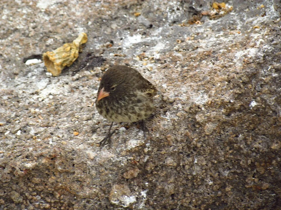 Genovesa Ground Finch (Geospiza acutirostris), female