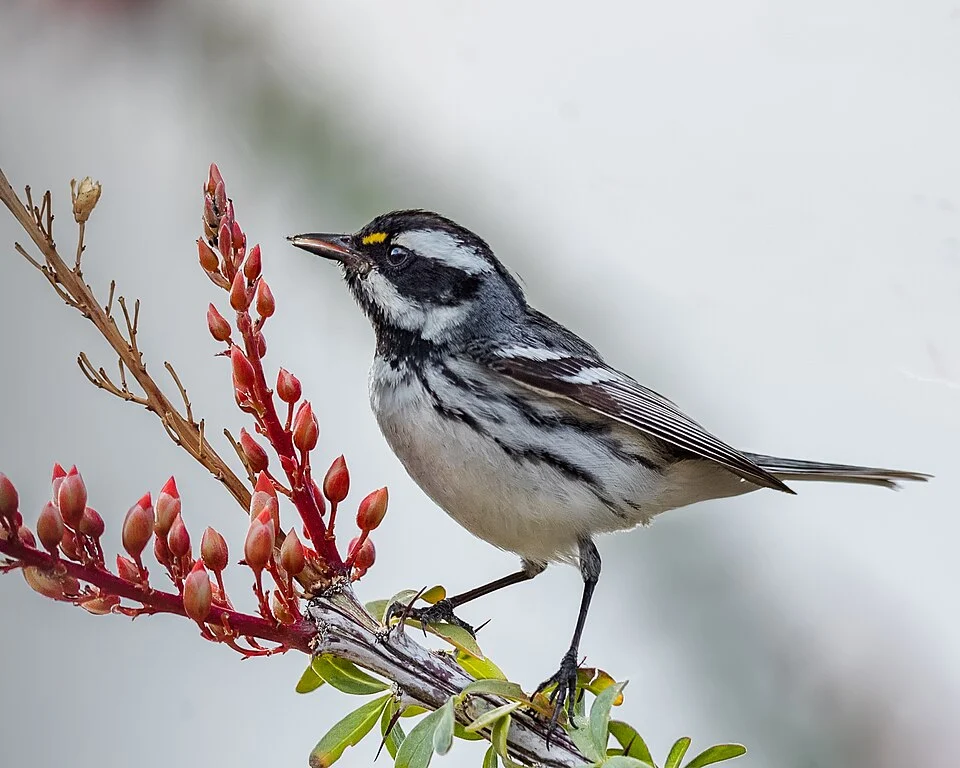 Black-throated Gray Warbler Setophaga nigrescens, Anza-Borrego Desert State Park, California