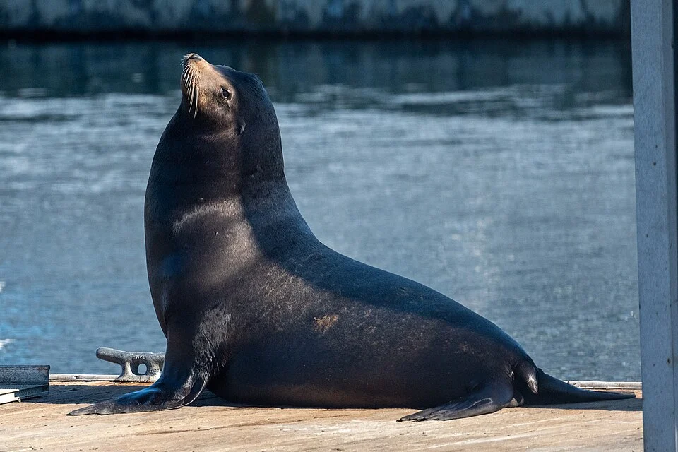 Photo of California Sea Lion (undefined) uploaded from iNaturalist.