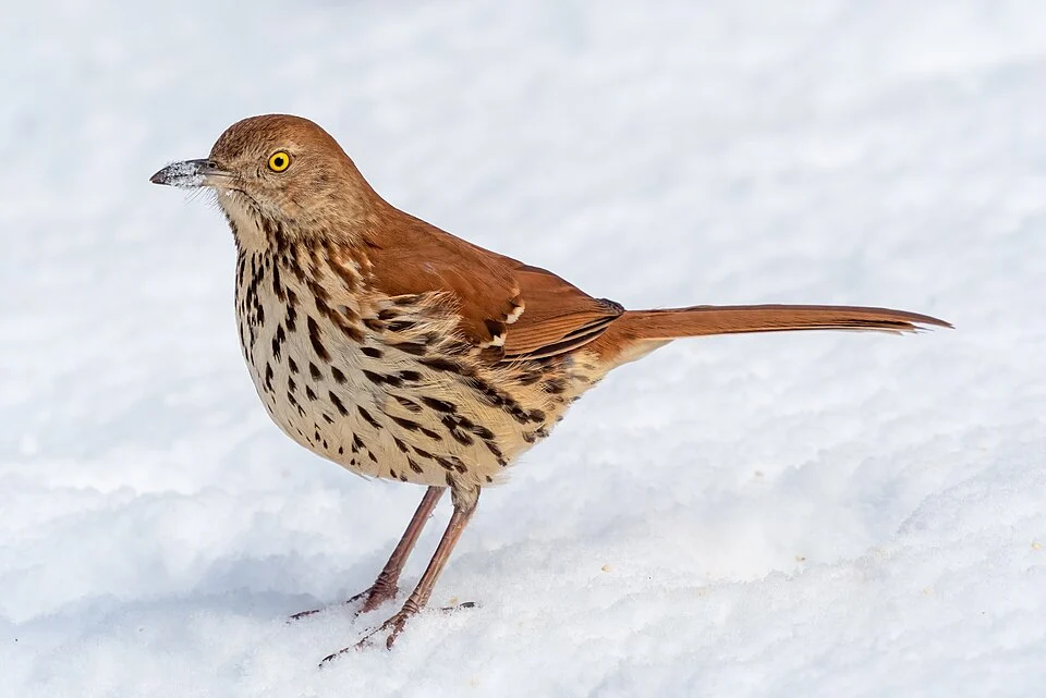 Brown thrasher (Toxostoma rufum) adult in the Central Park Shakespeare Garden