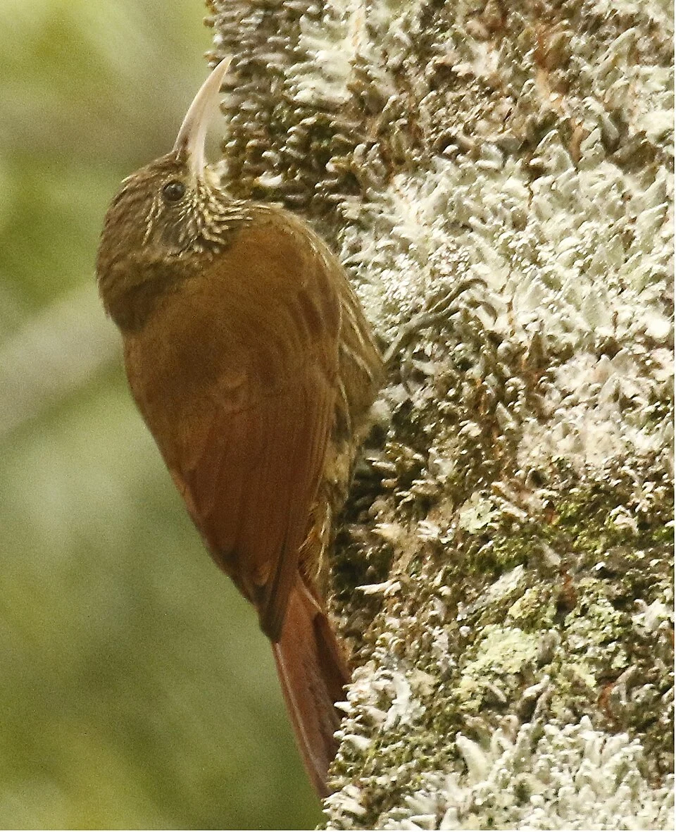 Yasuni Nat’l Park - Ecuador