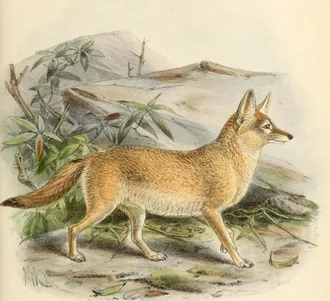 A historical colour illustration of a pale fox walking across open ground.