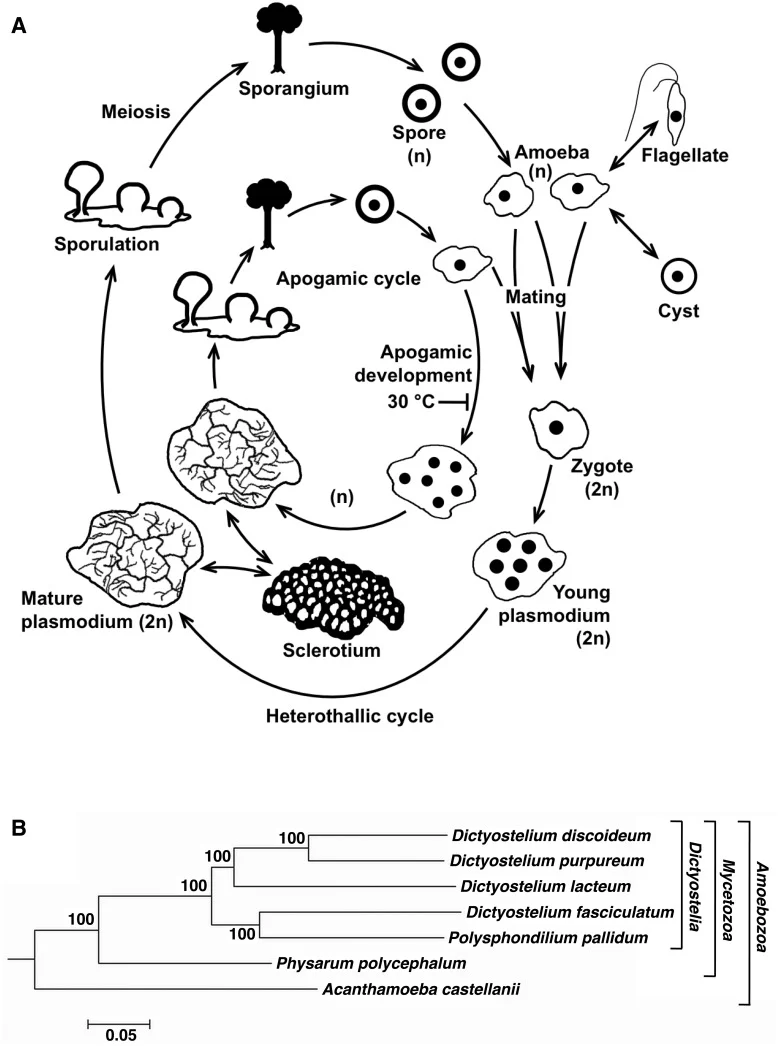 Physarum polycephalum life-cycle schematic and comparative amoebozoan phylogeny from Schaap and coauthors, figure 1