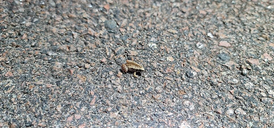 Northern Territory Frog (Austrochaperina adelphe)