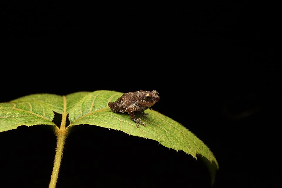 Adult male Roarchestes bombayensis photographed in Amboli, Maharashtra, India