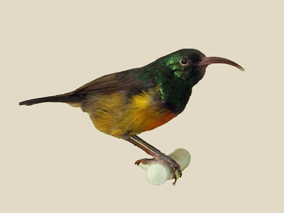 Loveridge's Sunbird (Cinnyris loveridgei). Photograph of a specimen at Nairobi National Museum in Nairobi, Kenya.